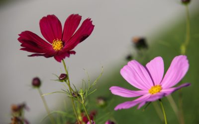 W Dniu Edukacji Narodowej